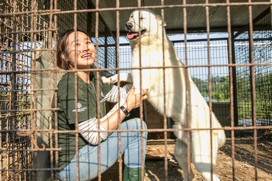 ‘휴메인 소사이어티 인터내셔널(HSI)’ 한국 지부 김나라 캠페인 매니저가 지난 2019년 9월 24일 한국 여주의 개농장에서 도살 직전에 구조된 믹스견 ‘빅 벤’을 철창 안에서 쓰다듬어 주고 있다. [HSI 제공]