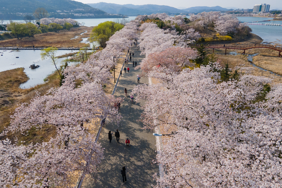 2022년 경북 경주시 보문호에 핀 벚꽃. [중앙포토]