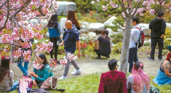 발보아 파크 벚꽃 축제를 찾은 관광객들이 만개한 봄을 만끽하고 있다. [Japanese Friendship Garden 홈페이지 캡처]